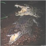Cuban  Crocodiles - Crocodylus rhombifer