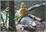 Cuban Crocodiles (Initiating Copulation) - Crocodylus rhombifer