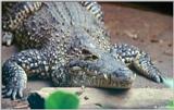 Cuban Croc #2 - Cuban crocodile (Crocodylus rhombifer)