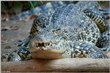 Cuban Crocodile 3 - Crocodylus rhombifer
