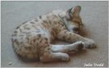 cougar cub sleeping