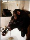 Chimp getting ready for a big night out