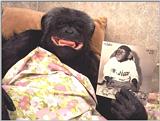 Chimp with his baby picture