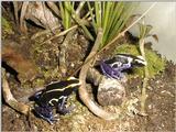 cobalt poison arrow frogs