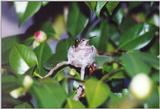 Kolibri on the nest -- another scan