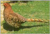 Copper Pheasant