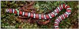 Coastal Plains Milk Snake  (L. t. triangulum x  L. t. elapsoides) #5