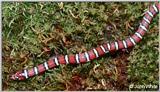 Coastal Plains Milk Snake  (L. t. triangulum x  L. t. elapsoides) #6