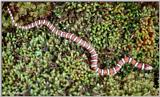 Coastal Plains Milk Snake  (L. t. triangulum x  L. t. elapsoides) #8