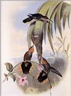 Re: John Gould's Hummingbirds-pic 001
