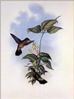 Re: John Gould's Hummingbirds-pic 009-resized
