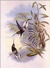 Re: John Gould's Hummingbirds-pic 013-resized