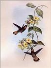 Re: John Gould's Hummingbirds-pic 014-resized