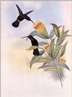 Re: John Gould's Hummingbirds-pic 015-resized