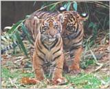 Sumatran Tiger Cubs #1