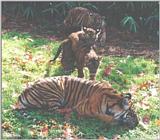 Sumatran Tiger Cubs #2