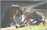 Sumatran Tiger Cubs #3