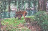 Sumatran Tiger Cubs #4