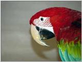 green winged macaw (ara chloropthera)