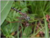 Dragonflies f