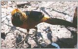 Golden Pheasant (Dark-throated)