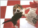 Holiday puppies - dcal001214-beaglepup-800.jpg