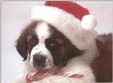Holiday puppies - dcal001215-stbernardpup-800.jpg