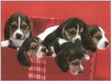 Holiday puppies - dcal001219-beaglepups-800.jpg