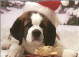 Holiday puppies - dcal001221-stbernardpup-800.jpg