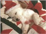 Holiday puppies - dcal001225-sleepingelf-800.jpg