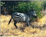 Re: Zebra pics