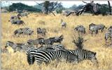 Re: Zebra pics - Plains Zebras