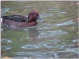 please identify this duck -- White-eyed Pochard (male)