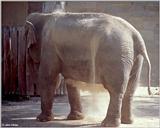 Elephant Dirt Bath #3