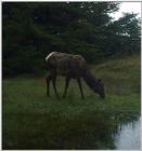 another elk shot
