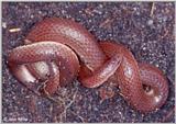 Eastern Worm Snake (Carphophis amoenus amoenus)