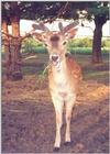 Fallow Deer - Buck in velvet