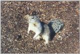 Ground Squirrel 87k jpg