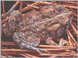 Fowler's Toad (Bufo woodhousii fowleri) #1