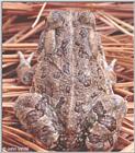 Fowler's Toad (Bufo woodhousii fowleri) #2