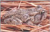 Fowler's Toad (Bufo woodhousii fowleri) #4