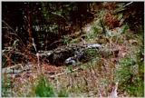 Alligator - Hunting Island, SC - gator01.jpg