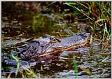 Alligator - Okefenokee Swamp - gator04.jpg