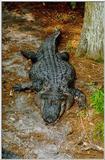 Alligator - Okefenokee Swamp - gator06.jpg