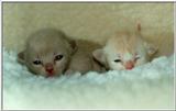 More very young kitties ;-)