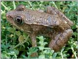 Southern Green Frog (Rana clamitans melanota)#1