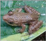 Southern Green Frog (Rana clamitans melanota)#2