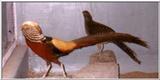 Re: Pheasant Pics - Golden Pheasant Pair
