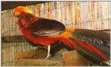 Re: Pheasant Pics - Golden Pheasant Male