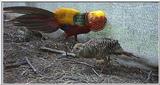 Re: Pheasant Pics - Golden Pheasant Display